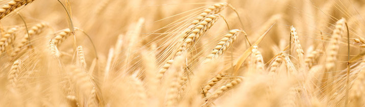 Как может измениться перечень рисков в контроле качества зерна и его продуктов?